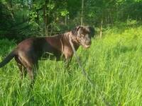 Ridgeback, rottweiler, cane corso