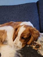 Welsh springer spaniel
