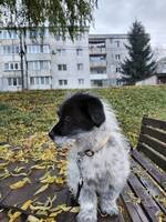 Rumänsk gatuhund, oklart vilka raser