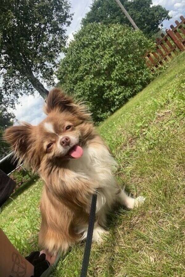 Hund - Chihuahua Lina