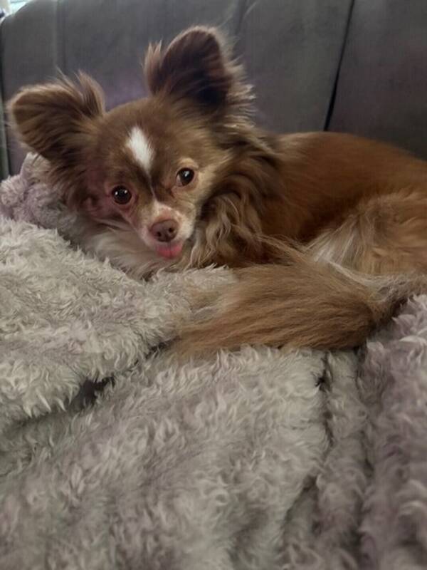 Hund - Chihuahua Lina