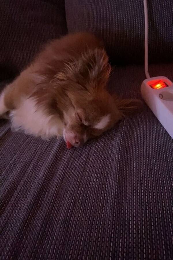 Hund - Chihuahua Lina