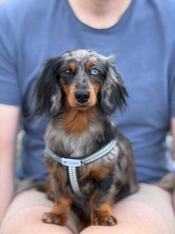 Hund - Dvärgtaxen Rut