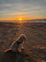 Lagotto Romangolo ”Milton”
