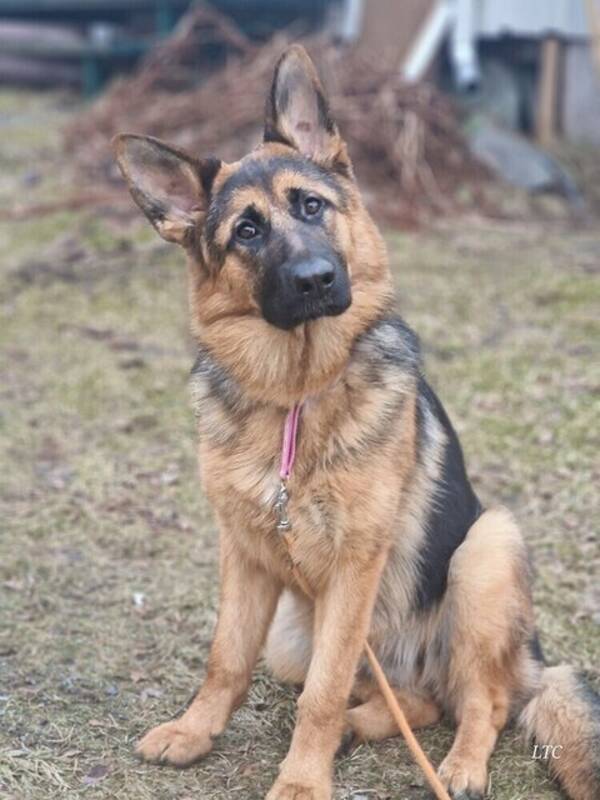 Hund - SCHÄFERHUND VANDA