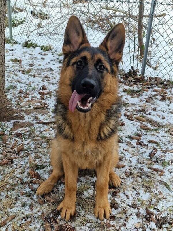 Hund - SCHÄFERHUND VANDA