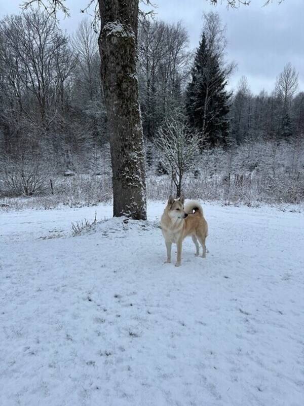 Hund - Jämthund/laika
