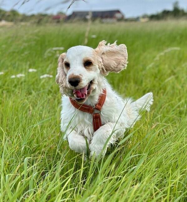 Hund - Cocker spaniels Rosa