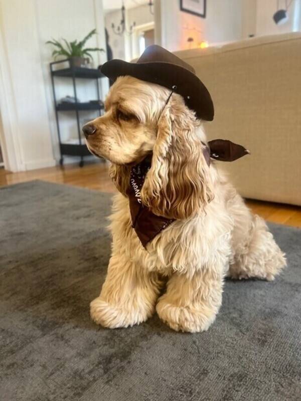 Hund - Cockerspaniel 