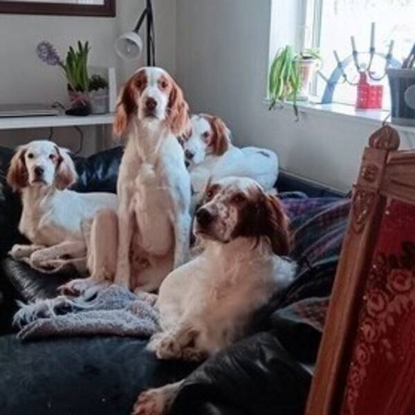 Hund - Mina älsklingar. 