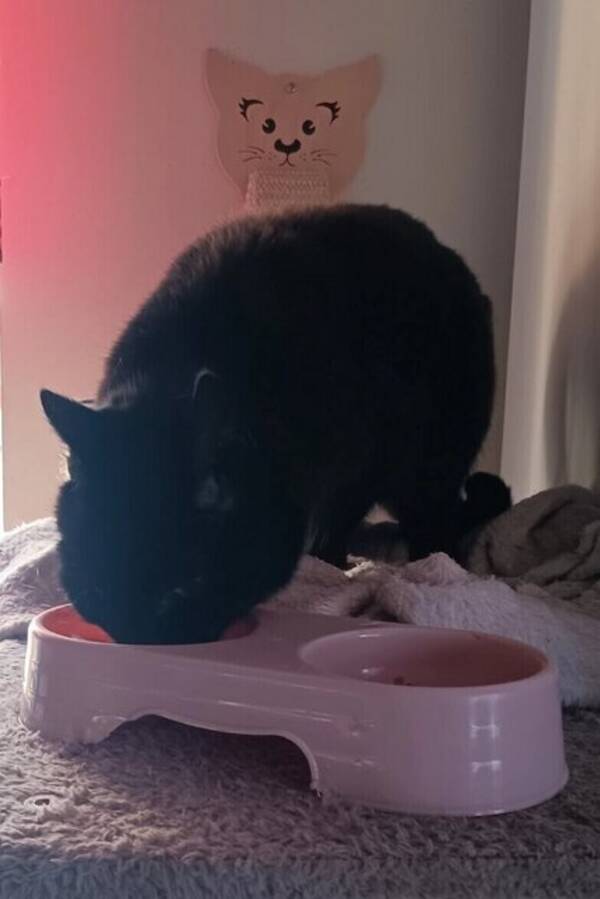 Hund - Mina älsklingar. 