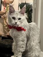 Katt Main Coon, Hjørdis