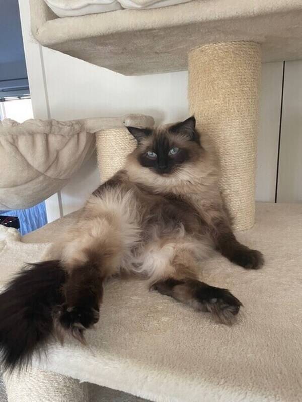 Katt - Ragdoll Sally 