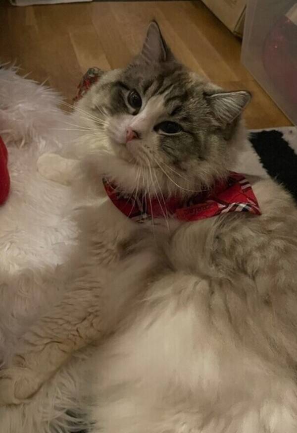 Katt - Ragdoll Bosse