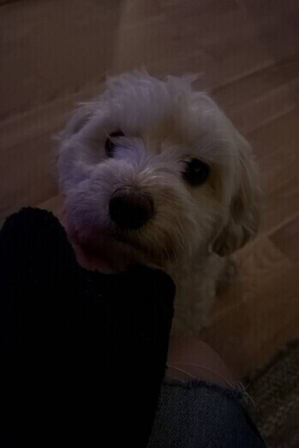 Hund - Minou (Havapoo)