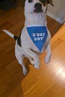 Sonic, jack russel+ dansk svensk gårdhun