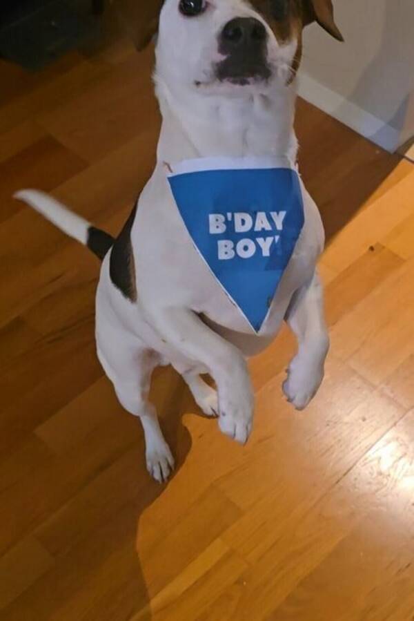 Hund - Sonic, jack russel+ dansk svensk gårdhun