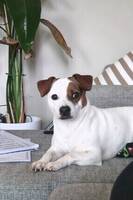 Jack russel+Svensk Dansk Gårdhund