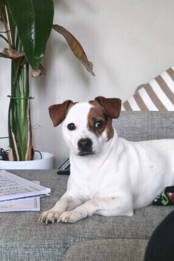 Hund - Jack russel+Svensk Dansk Gårdhund