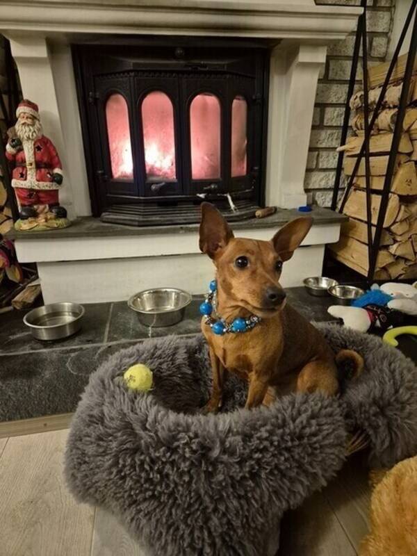 Hund - Dvergpincher Diva