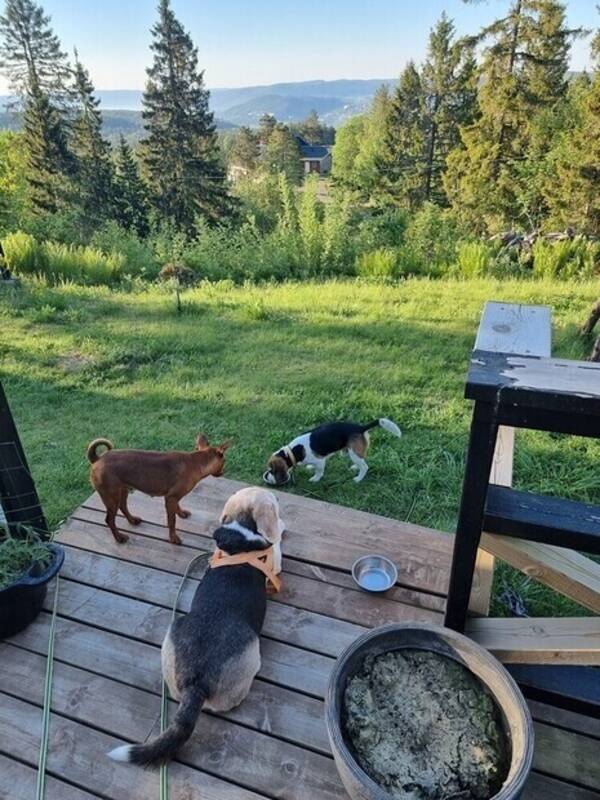 Hytte - Skogshtte(r) i Drammensmarka.