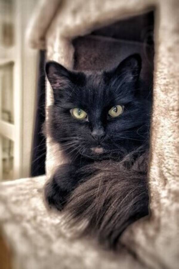 Katt - Norsk skogskatt