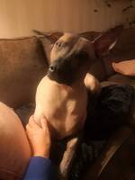 Tallis en mexikansk nakenhund 