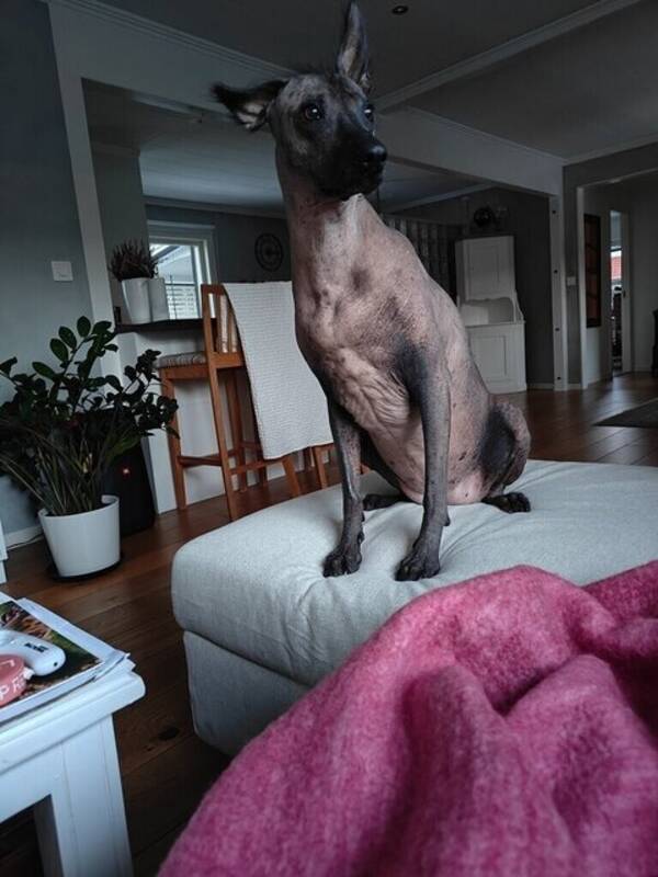 Hund - Tallis en mexikansk nakenhund 