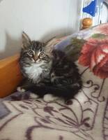 Norsk skogskatt Ester 