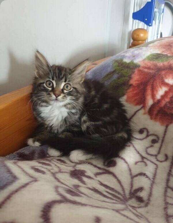 Katt - Norsk skogskatt Ester 