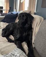 Flat Coated retriver