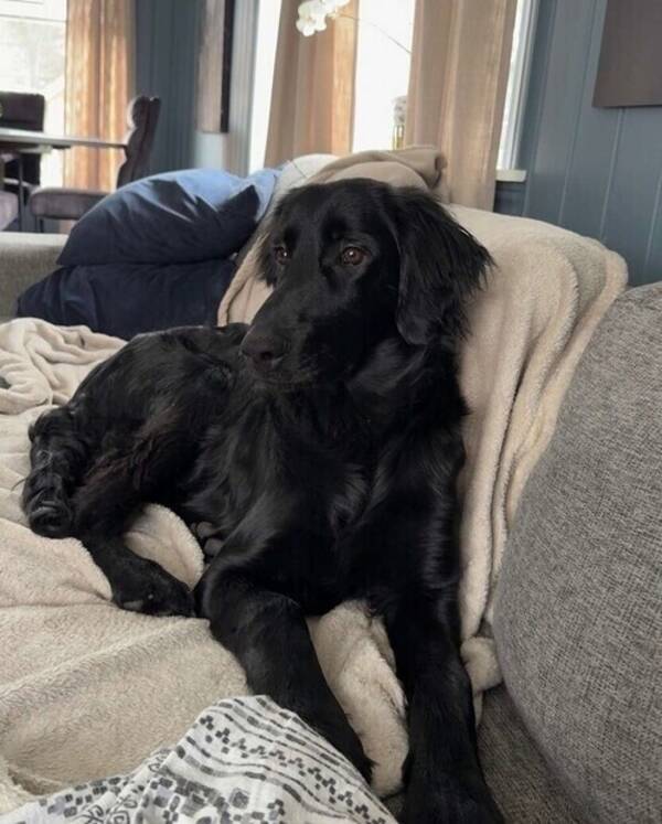 Hund - Flat Coated retriver