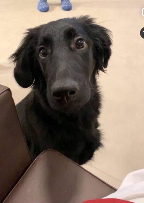 Hund - Flat Coated retriver