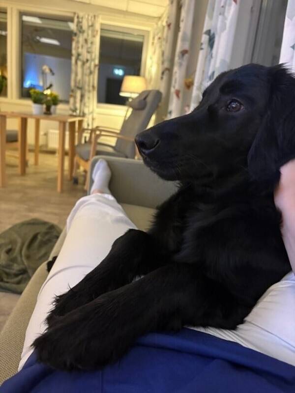 Hund - Flat Coated retriver