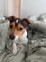 Bob, dansk-svensk gårdshund