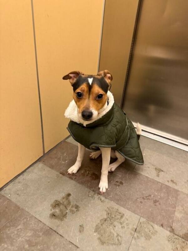 Hund - Bob, dansk-svensk gårdshund