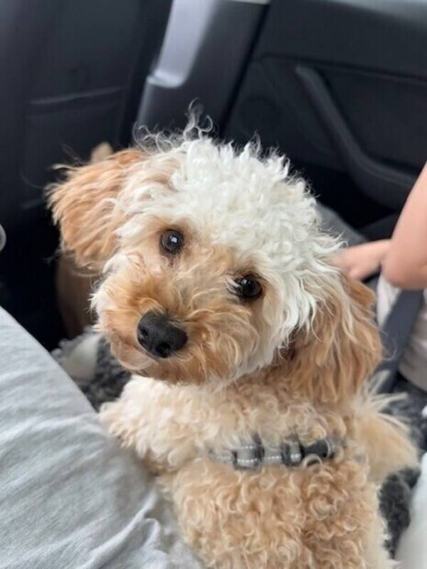 Hund - Söt Maltipoo tik