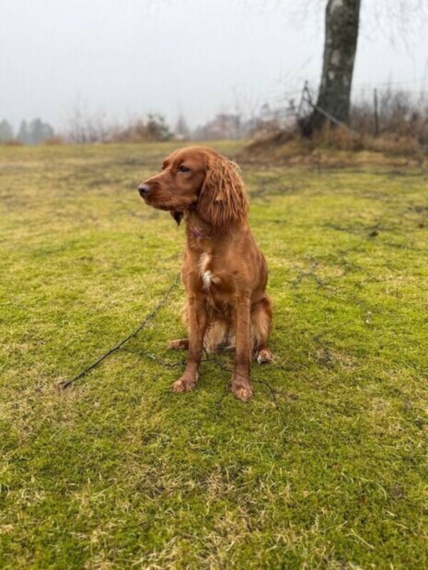 Hund - Cocker blanding