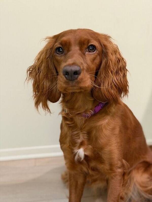 Hund - Cocker blanding