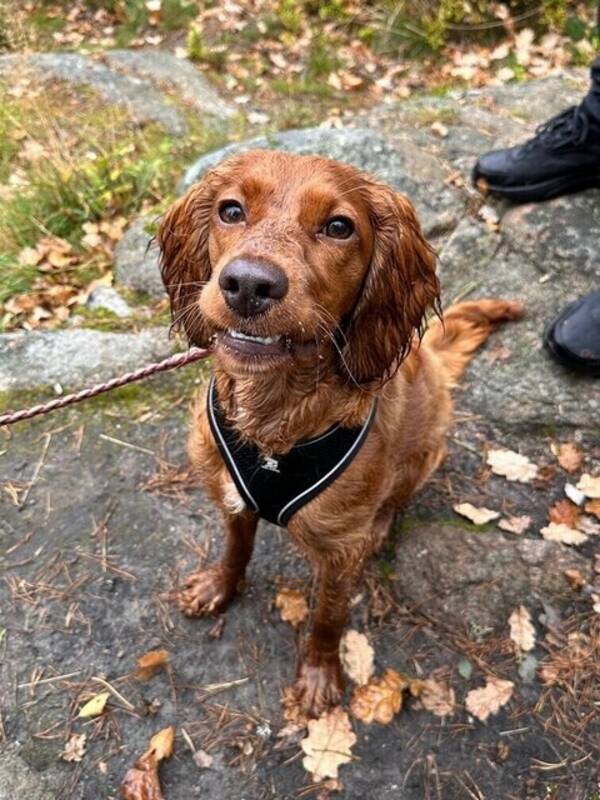Hund - Cocker blanding