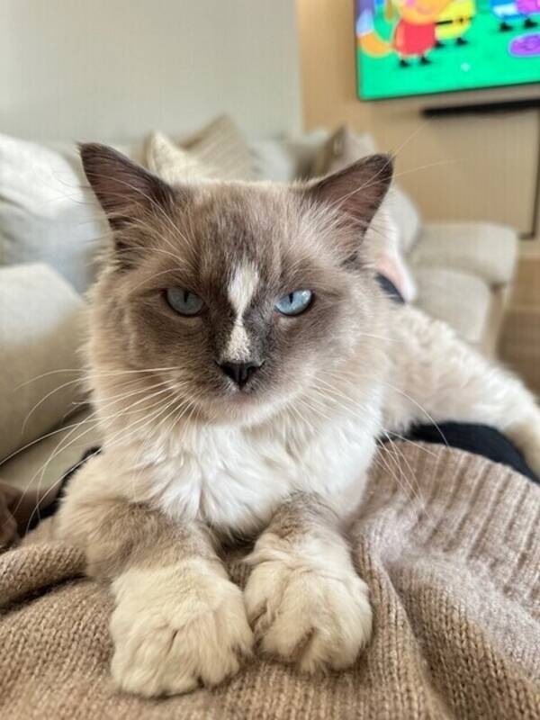 Katt - Ragdoll