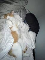 Bondkatt/norsk pudel