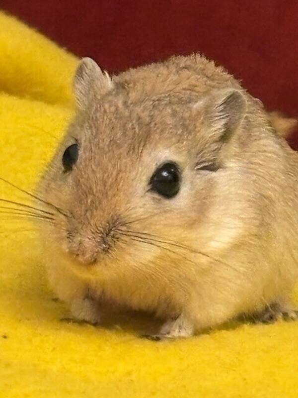 Övrigt - Mina Gerbiler