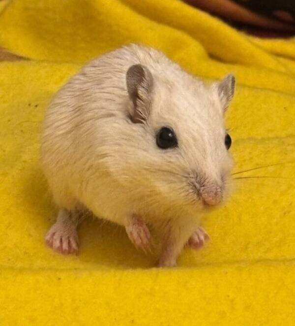 Övrigt - Mina Gerbiler