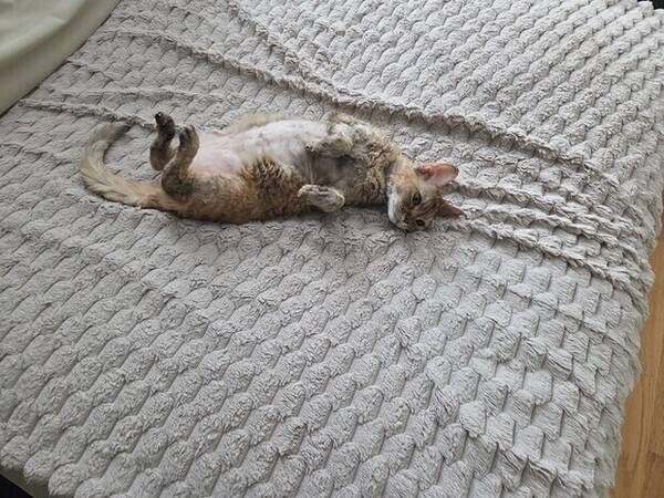 Katt - Devon Rex hona