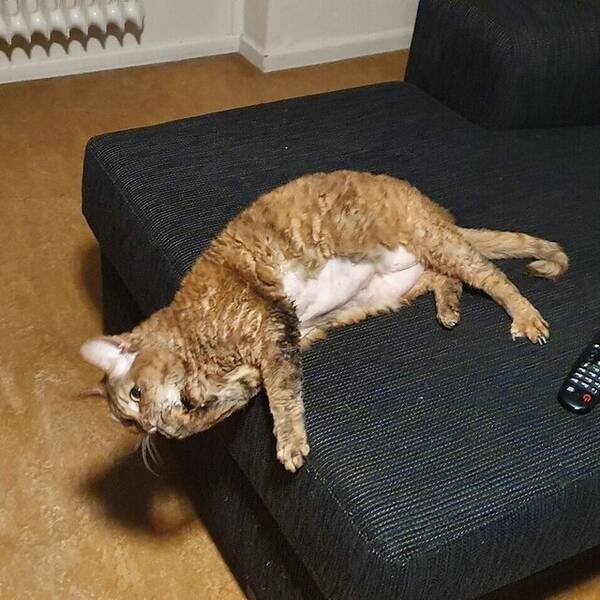 Katt - Devon Rex hona