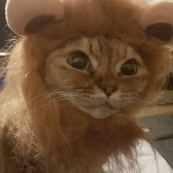 Katt - Devon Rex hona