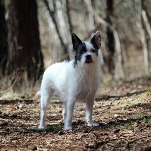 Hund - Maya – barnkär & social