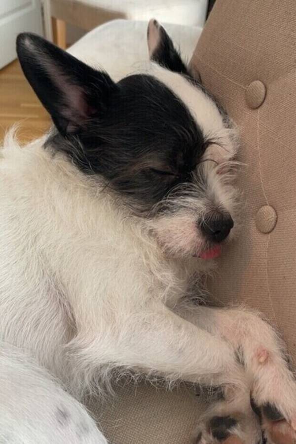 Hund - Maya – barnkär & social