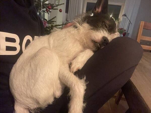 Hund - Maya – barnkär & social